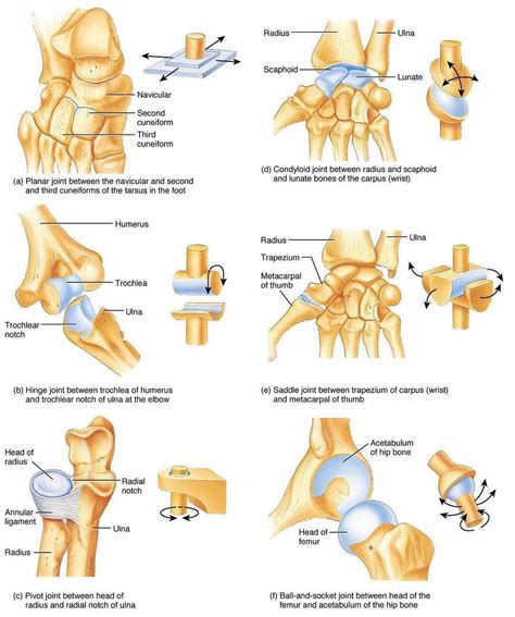 Canadian Academy Of Osteopathy on Instagram: “Did You Know: The adult ...