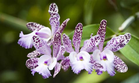 20 Types of Orchids to Use as Houseplants