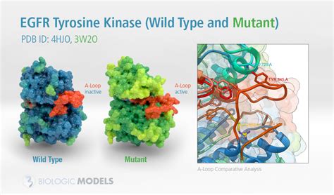 EGFR Tyrosine Kinase - Biologic Models