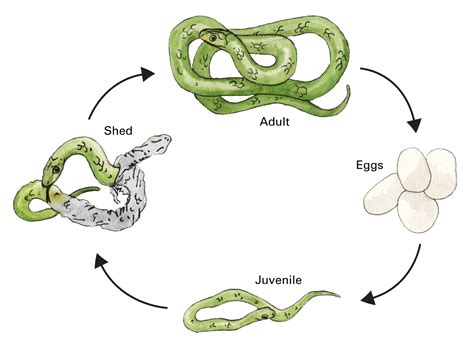 Rattlesnake Life Cycle Stages