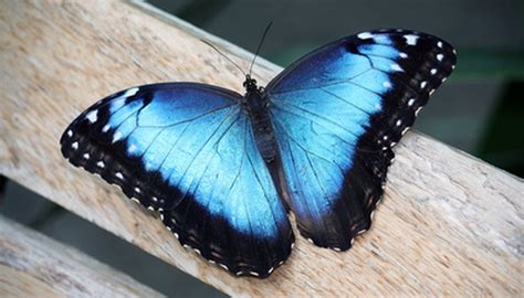 The Meaning of a Blue Butterfly | Animals - mom.me