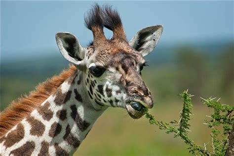 What do Giraffes Eat? Facts about the Diet of a Giraffe