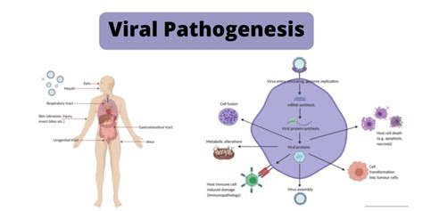 Viral Pathogenesis Definition, Mechanisms, Factors - Biology Notes Online