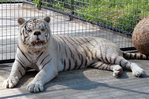 White Tiger Inbreeding - Animal Ethics RI