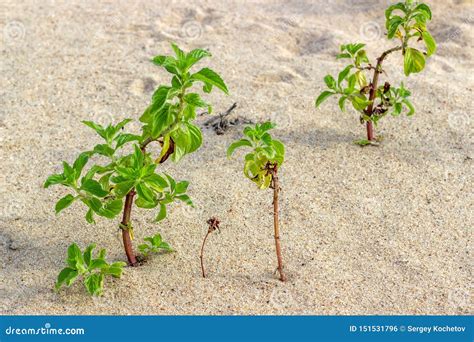 Green Young Plants Grow in the Sand Stock Photo - Image of life ...