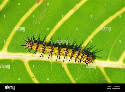 Spiky caterpillar on a leaf ,Costa Rica Stock Photo - Alamy