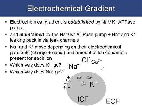 Electrical Physiology Excitable Cells Electrochemical Gradient Resting ...