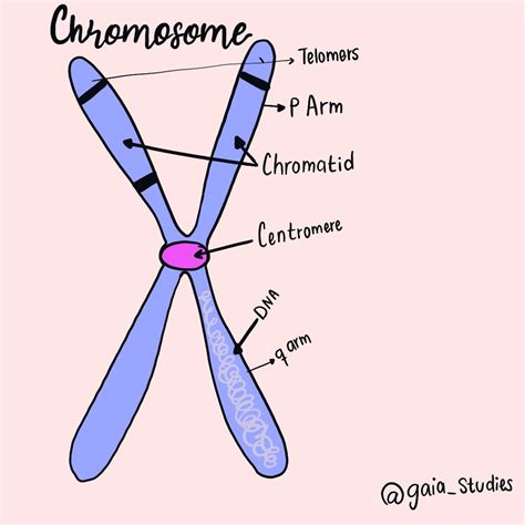 Labeled Chromosome