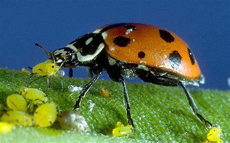 LadyBugs eating Aphids-Pakistan Hydroponics | Pakistan Hydroponics ...