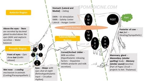 Nuclei of Hypothalamus - Mnemonic | Epomedicine