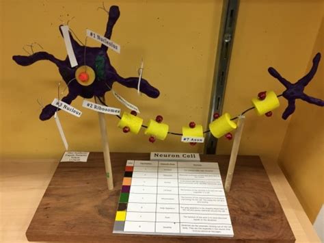 Middle School Students Create Models of Cells and Atoms · San Francisco ...