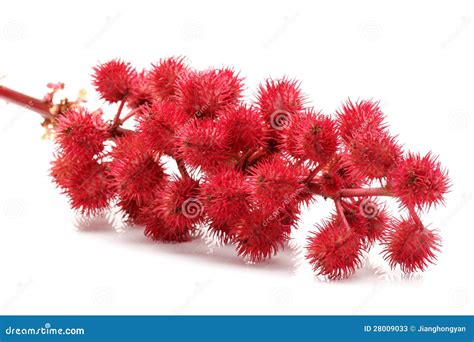 Castor-oil Plant Flowers Stock Photos - Image: 28009033