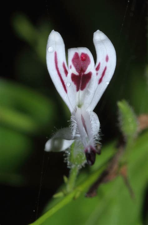 Andrographis paniculata (Burm.f.) Nees | Plants of the World Online ...