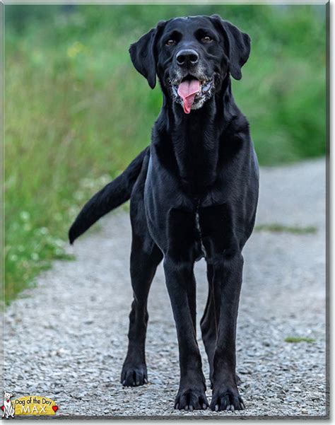 Max - Labrador Retriever, Pointer mix - July 1, 2019