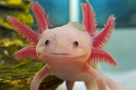 Pink Axolotl Salamander :: These endangered Mexican salamanders may ...