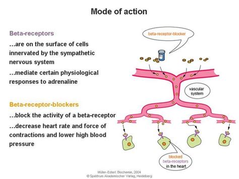 What is a Beta Blocker - ToddrilloColon