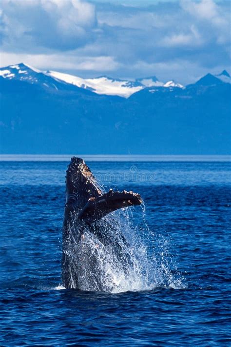 Humpback Whale Breaching in Alaska Stock Image - Image of ocean, breach ...