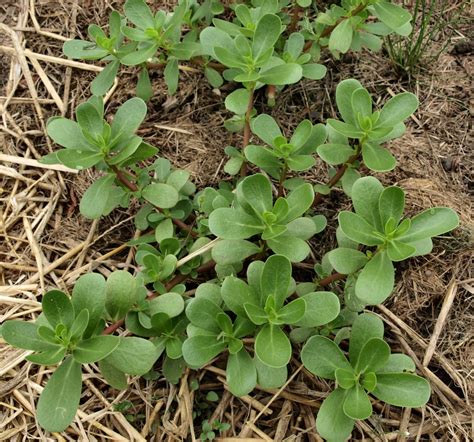 Raw Edible Plants: Common purslane (Portulaca oleracea)