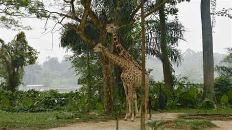 Animals at Singapore Zoo - A Walk in the World - Singapore Zoo Tickets