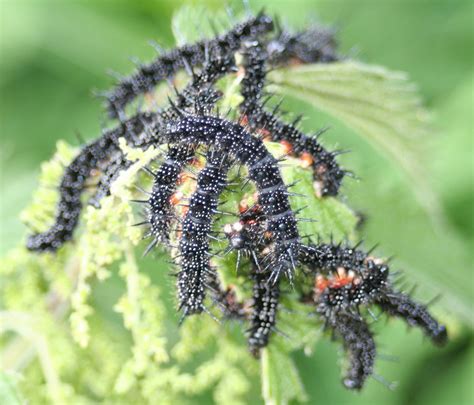 The very spiky caterpillars | Peacock butterfly caterpillars… | Flickr