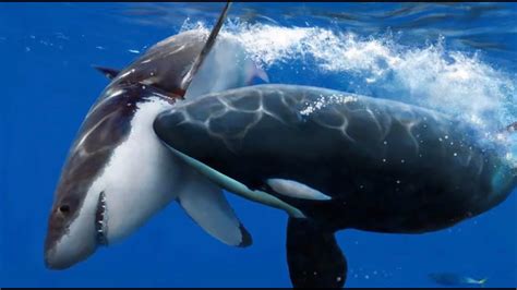 Orca Whale Eating Shark