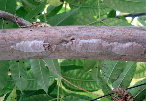 Got Spotted Lanternfly Eggs? Send 'Em Through the Wood Chipper