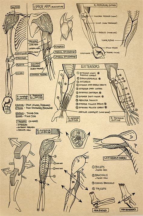 Anatomy Sketchbook :: Behance