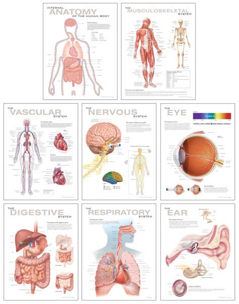 Human Anatomy Chart Set | Scientific Publishing