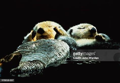 152 Sea Otters Sleeping Stock Photos, High-Res Pictures, and Images ...