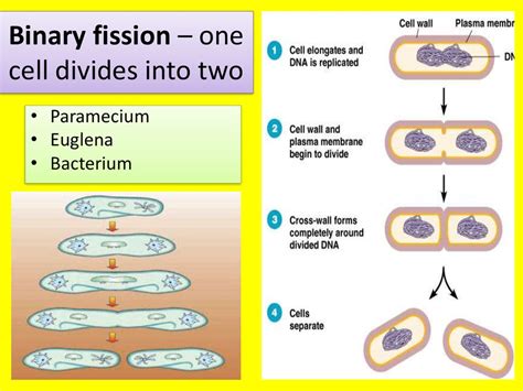 Difference Between Binary Fission And Mitosis | Porn Sex Picture