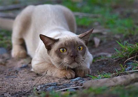 Burmese cat | Cat Breed Information & Facts – Pictures | Pets Feed