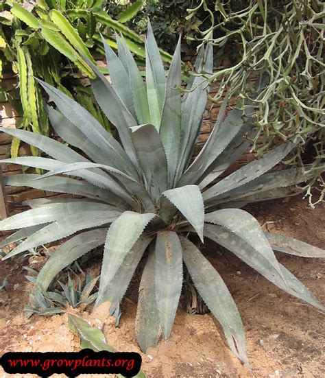 Agave americana - How to grow & care