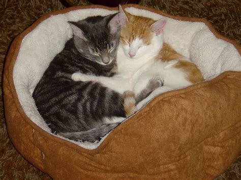 Hugging Cats Cute Pictures-Images | Funny And Cute Animals