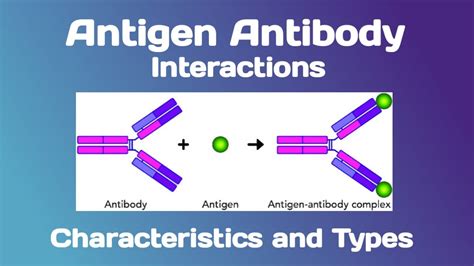 Antigen Antibody Reaction Diagram