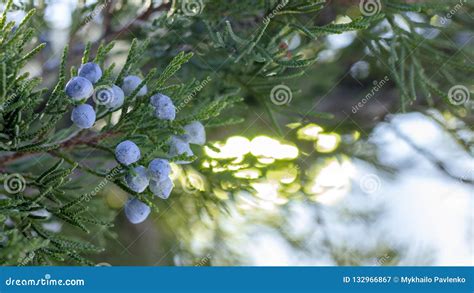 Beautiful Bush of a Juniper with Berries Stock Image - Image of blue ...