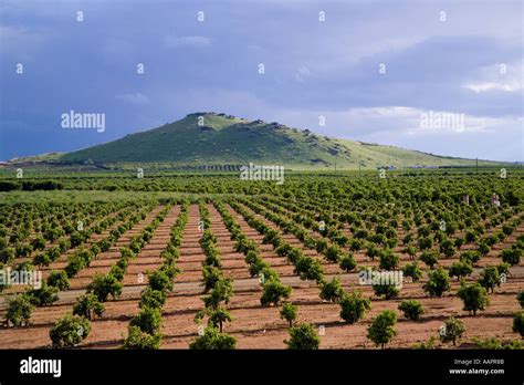 orange groves in the Central Valley California Stock Photo - Alamy