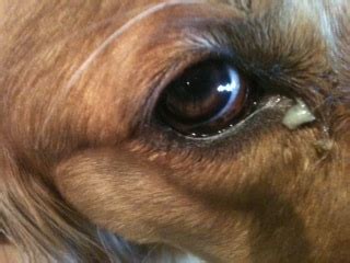 Dog eye boogers, green, excessive, how to get rid of