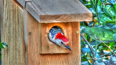 Backyard Birding....and Nature: Red Bellied Woodpecker in Nest Box