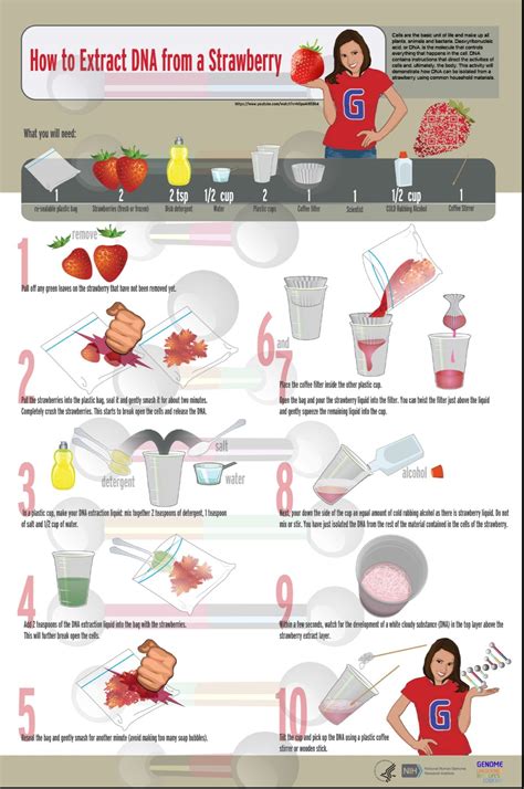 Strawberry dna extraction lab – Artofit