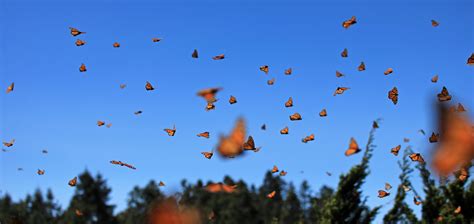 The Magic of Mexico’s Monarch Butterfly Sanctuaries - Tours & Travels