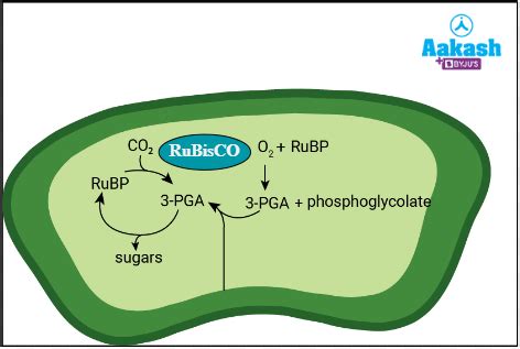 Photorespiration: Definition, Factors & Advantages | AESL