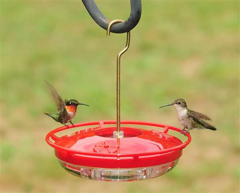 The 7 Best Hummingbird Feeders