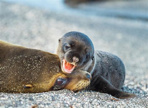 Galapagos Sea Lion With Pup Photograph by Tui De Roy | Pixels