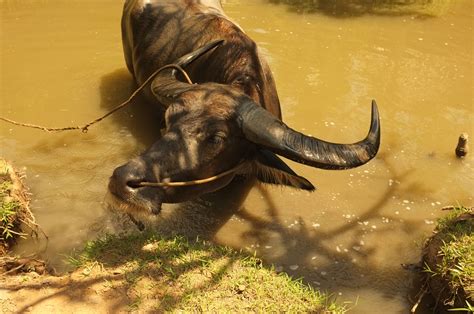 Mekong Delta-- This Buffalo just lazes all day being the star of the ...