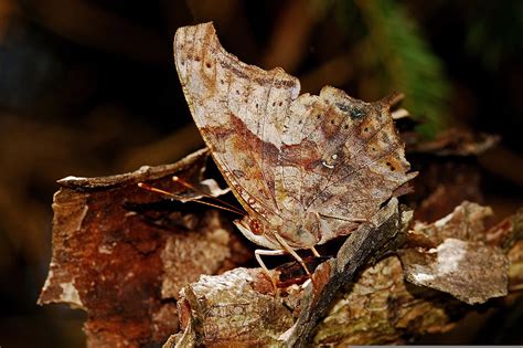 Comparing effectiveness of camouflage in different animals