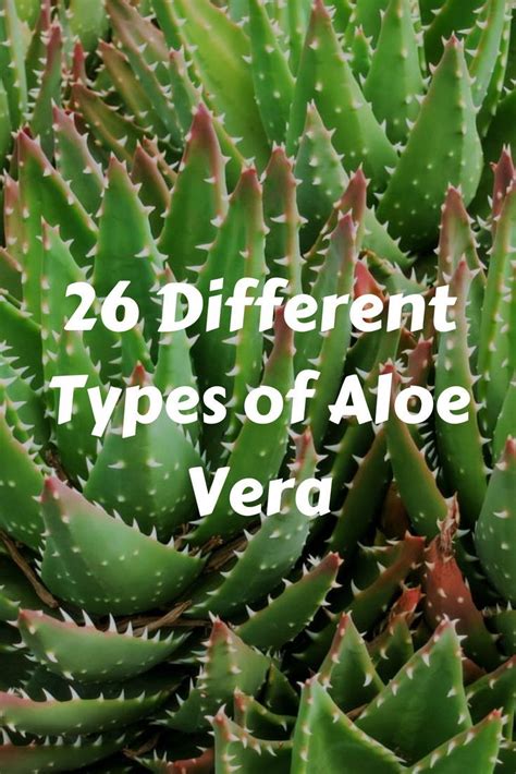 62 Different Types of Aloe Vera (with Photos) | Aloe vera plant indoor ...