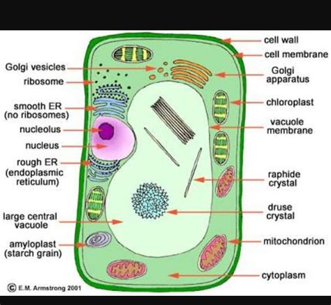 All Parts Of A Plant Cell Labeled