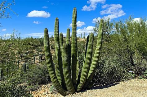 HD wallpaper: organ, pipe, cactus, arizona, desert, southwest ...