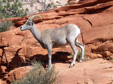 Zion National Park Wildlife - National Park Photographer