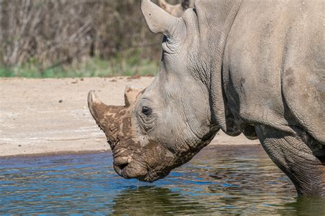 Rhinoceros Image - rhinoceros-drinking-water-at-a-water-hole-photo-3671 ...